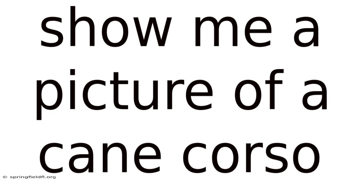 Show Me A Picture Of A Cane Corso