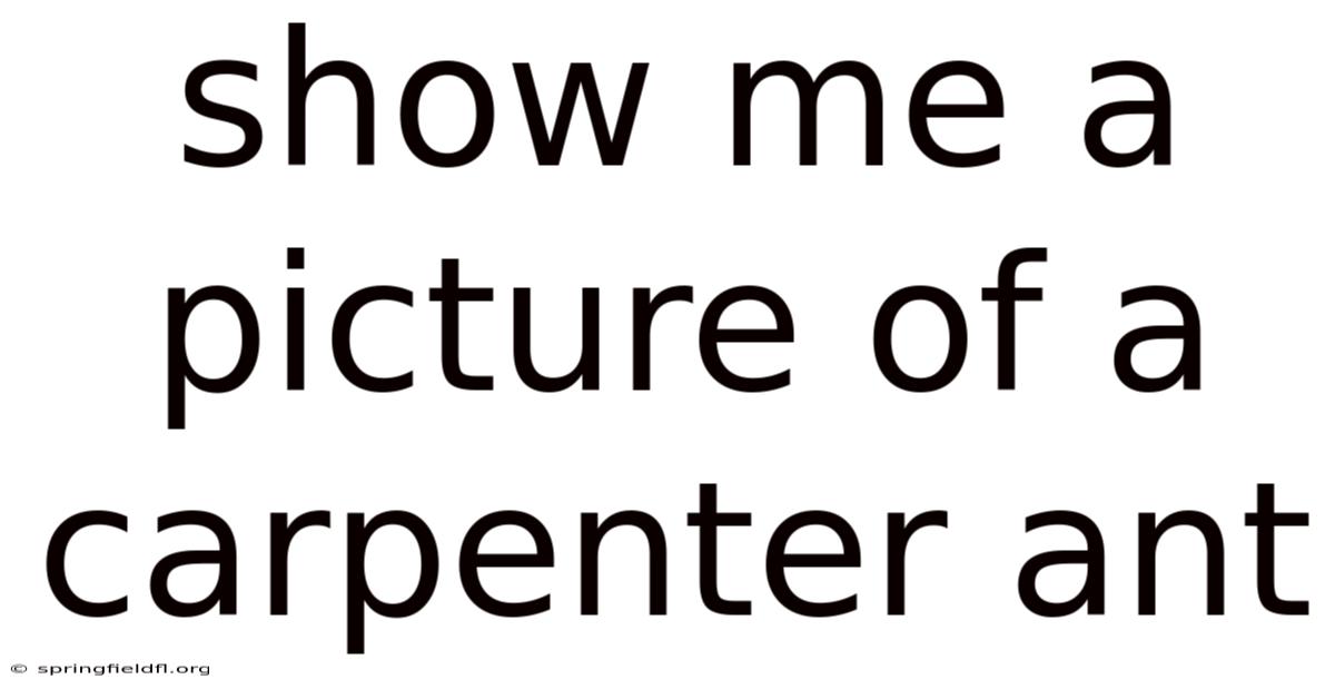 Show Me A Picture Of A Carpenter Ant