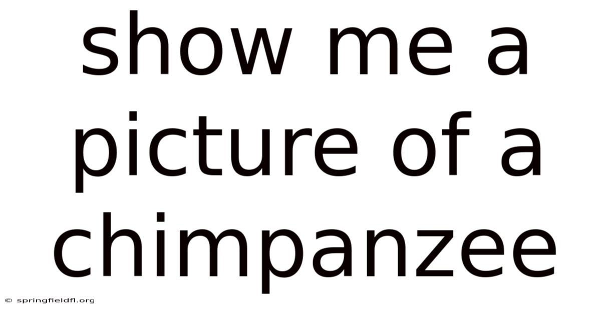 Show Me A Picture Of A Chimpanzee