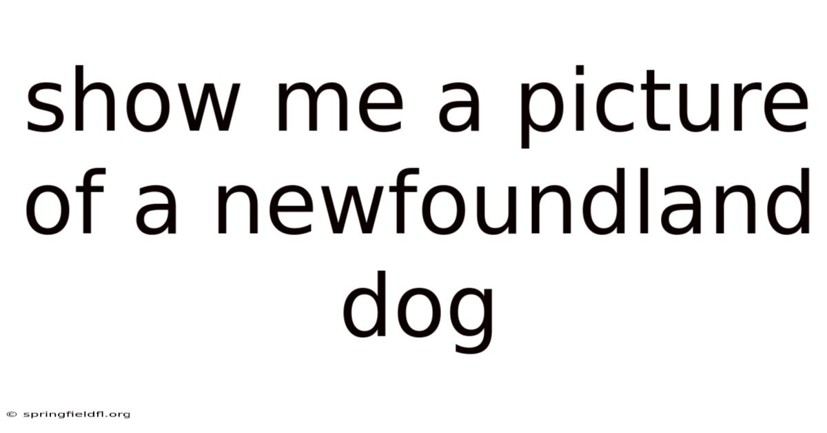 Show Me A Picture Of A Newfoundland Dog
