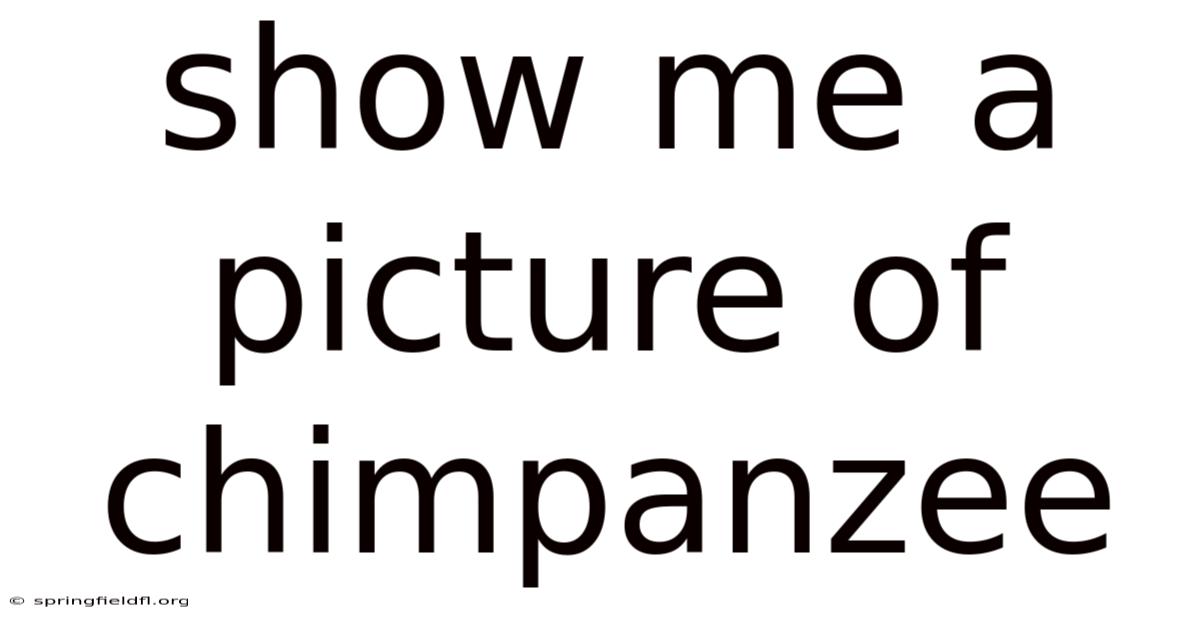 Show Me A Picture Of Chimpanzee