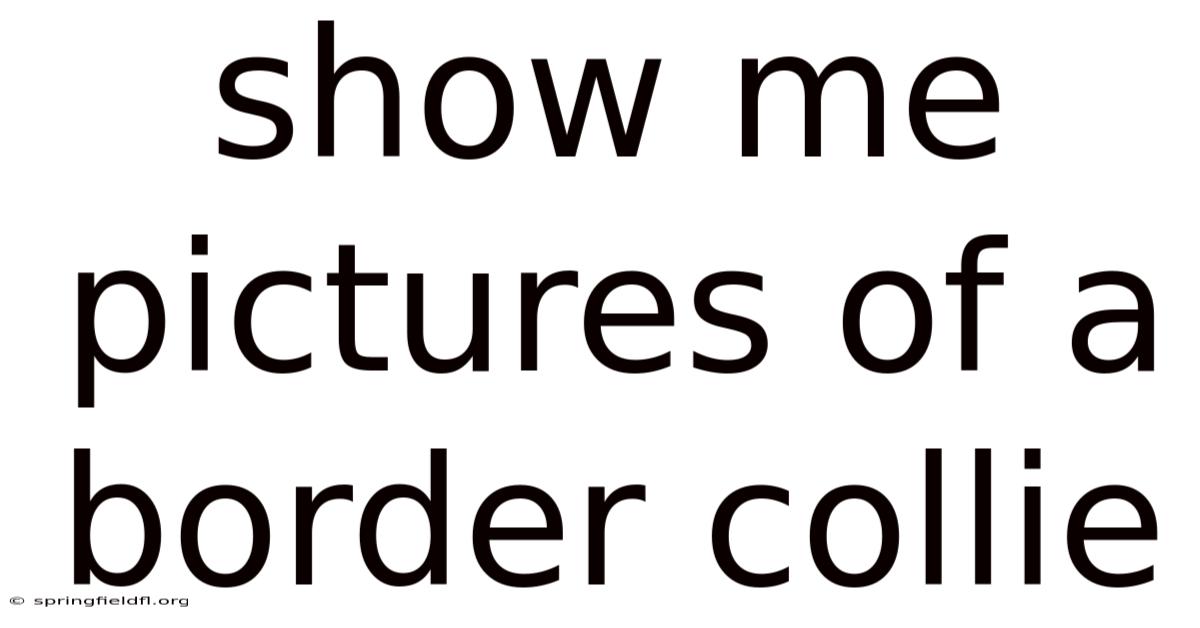 Show Me Pictures Of A Border Collie