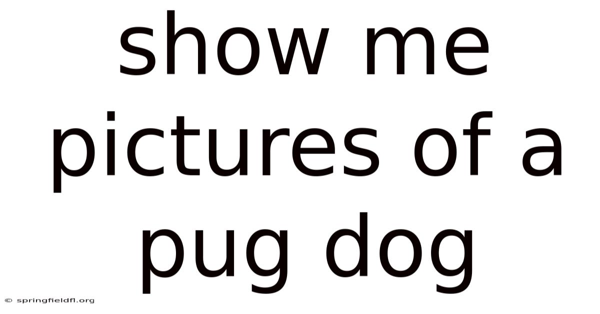 Show Me Pictures Of A Pug Dog