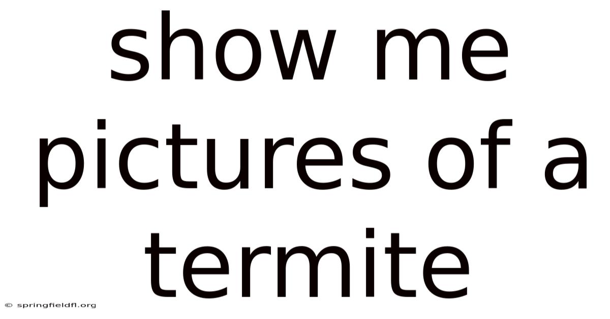 Show Me Pictures Of A Termite