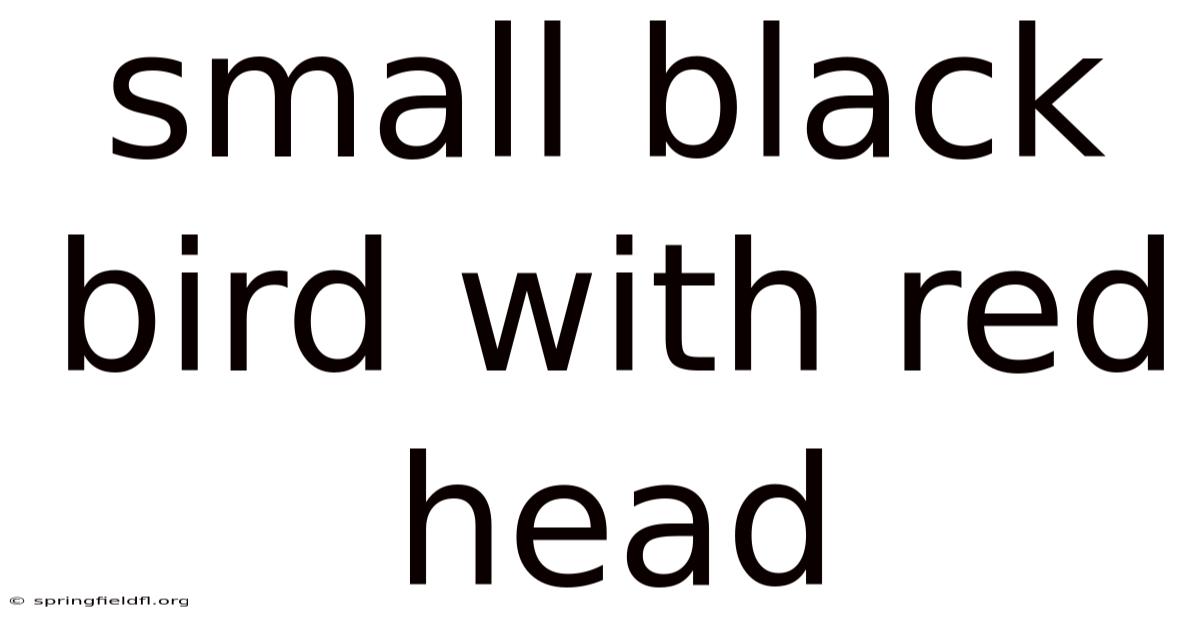 Small Black Bird With Red Head