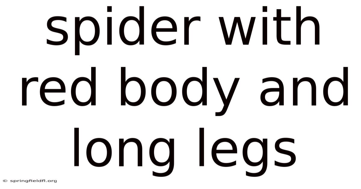 Spider With Red Body And Long Legs