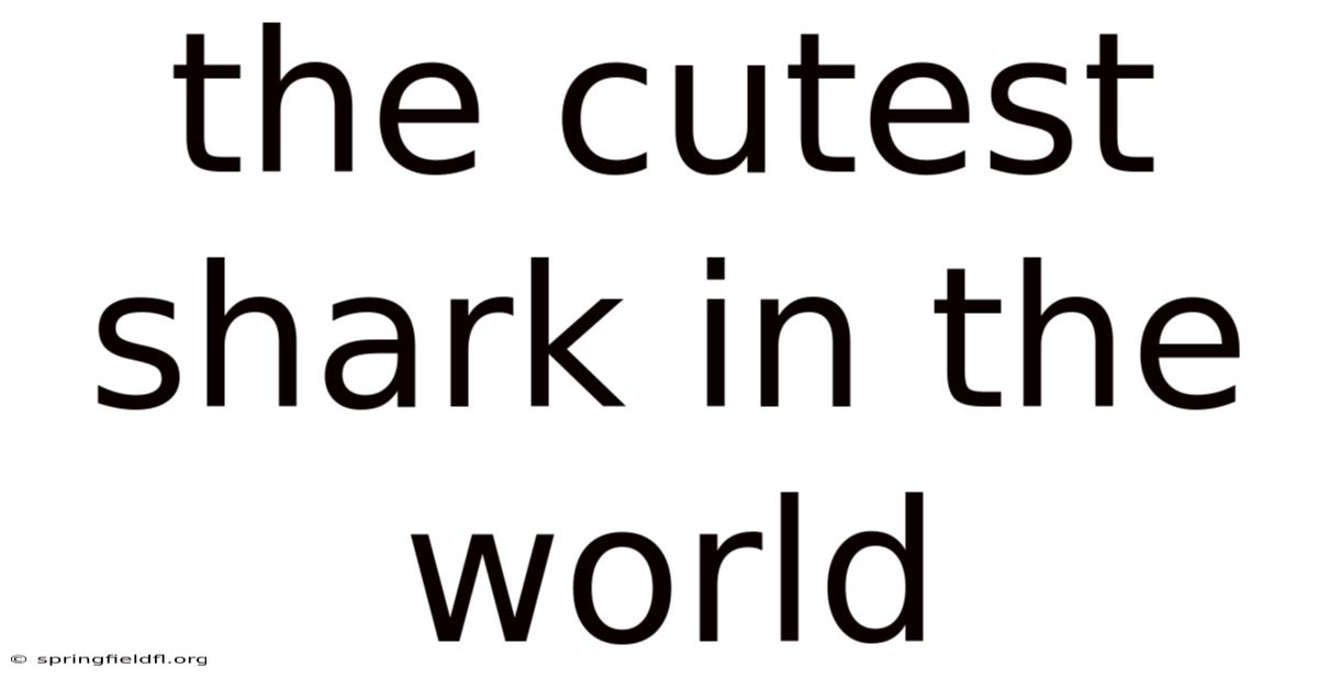 The Cutest Shark In The World
