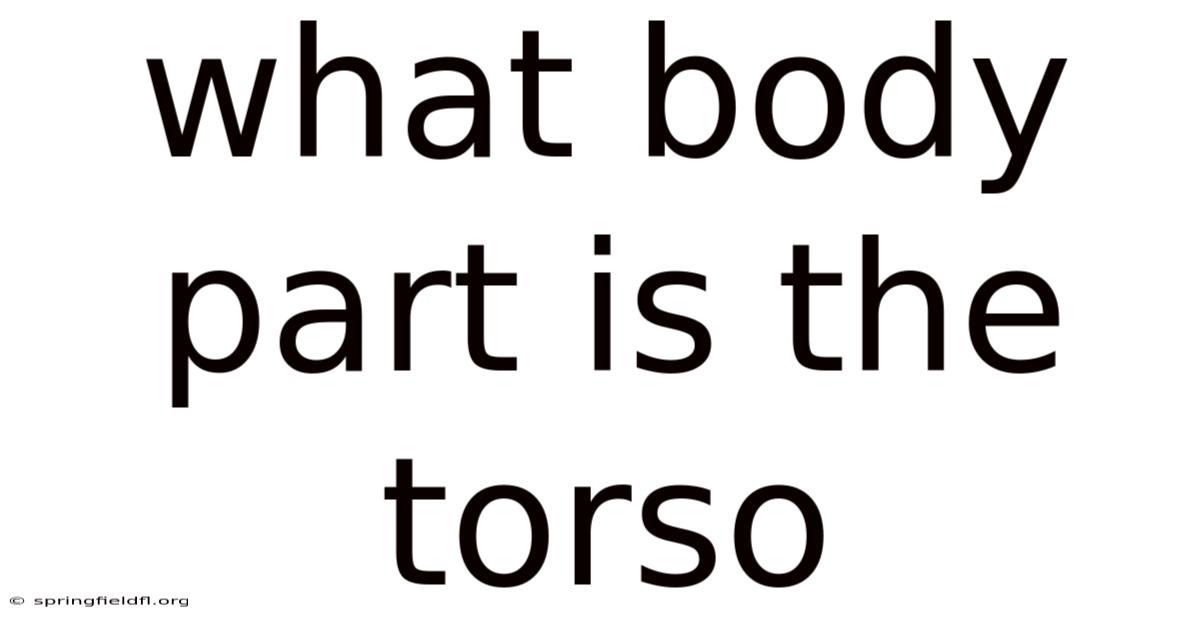 What Body Part Is The Torso