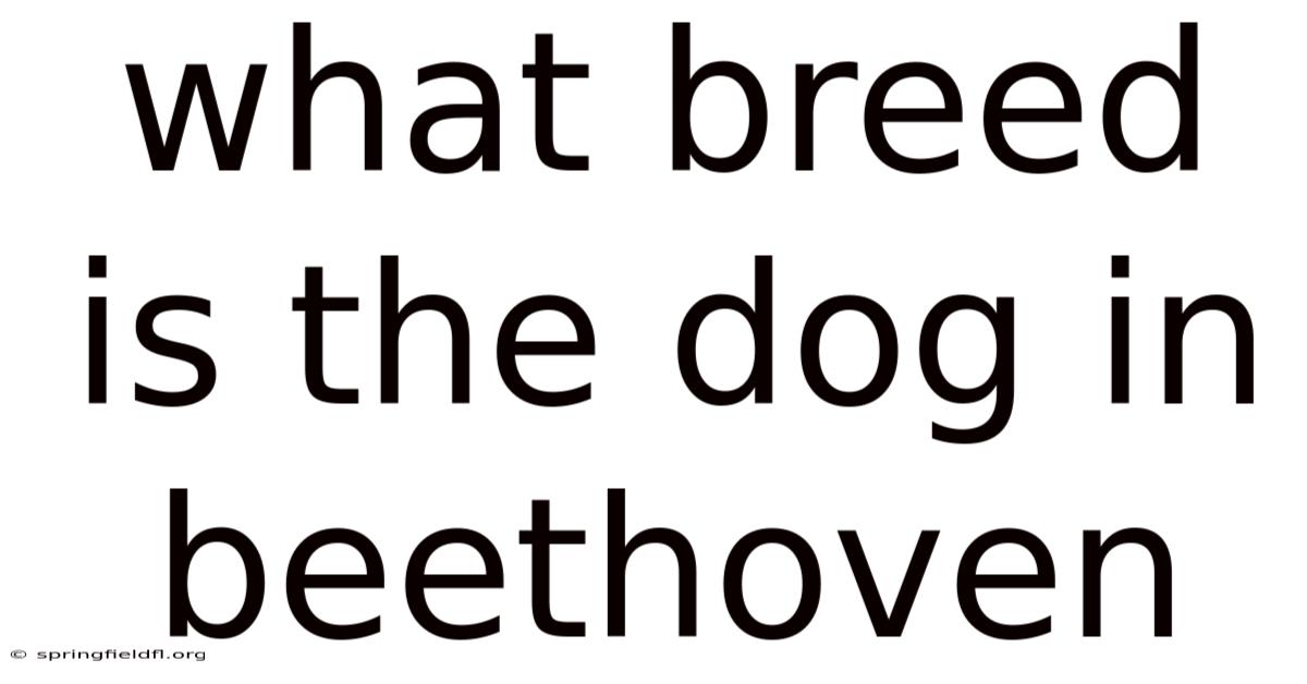What Breed Is The Dog In Beethoven