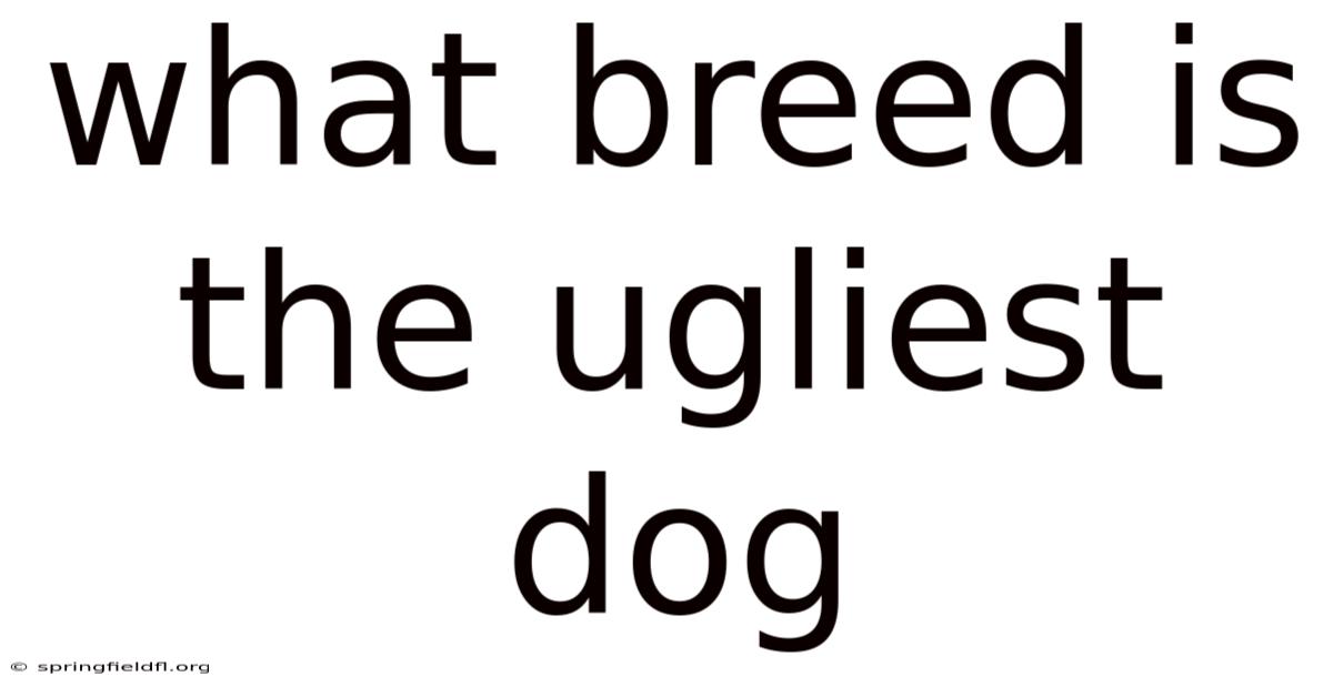 What Breed Is The Ugliest Dog