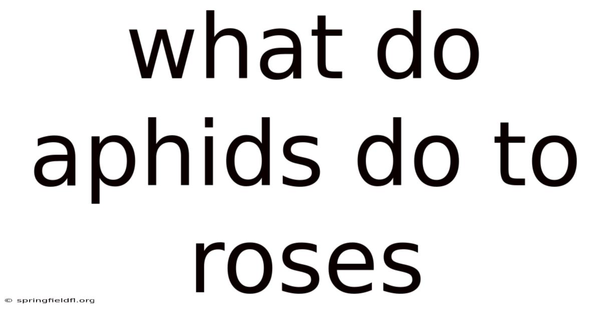 What Do Aphids Do To Roses
