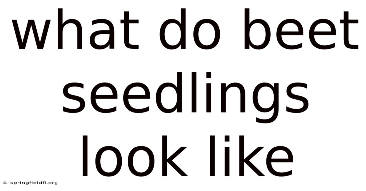 What Do Beet Seedlings Look Like