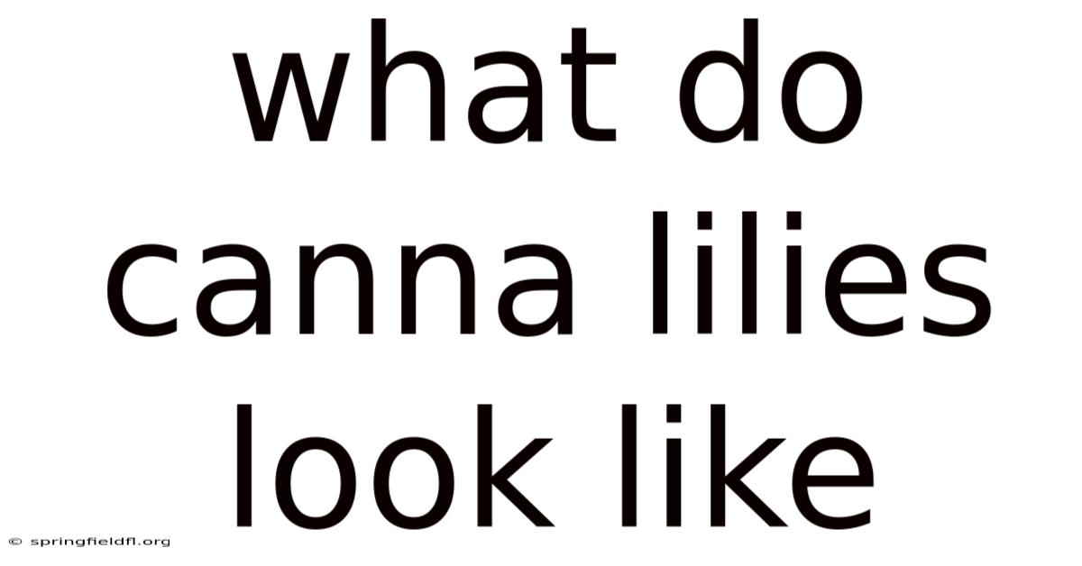 What Do Canna Lilies Look Like