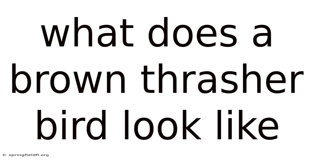 What Does A Brown Thrasher Bird Look Like
