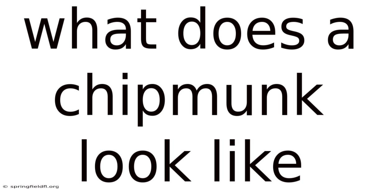 What Does A Chipmunk Look Like