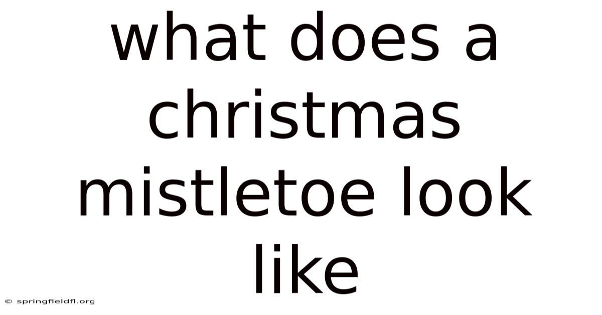 What Does A Christmas Mistletoe Look Like