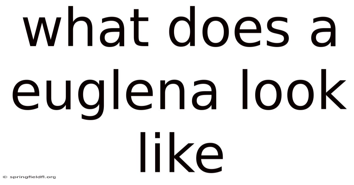 What Does A Euglena Look Like