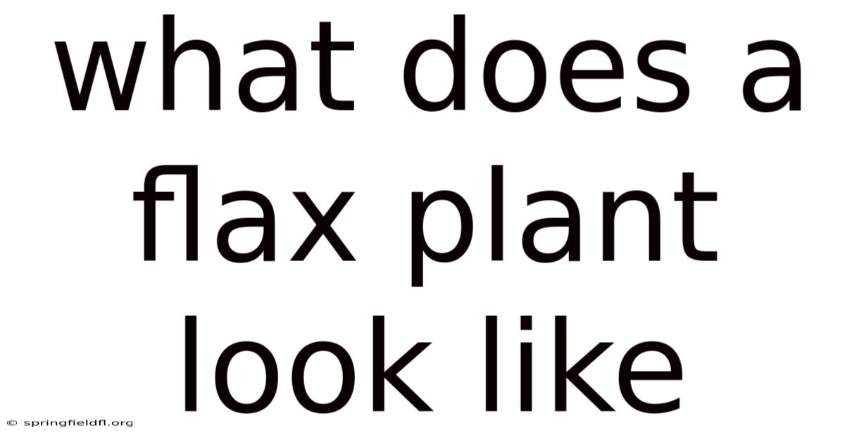 What Does A Flax Plant Look Like