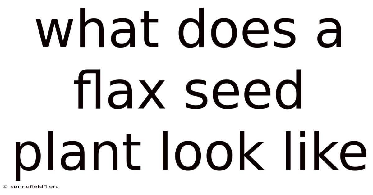What Does A Flax Seed Plant Look Like