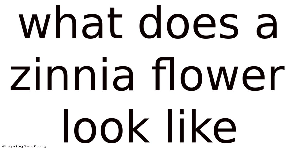 What Does A Zinnia Flower Look Like