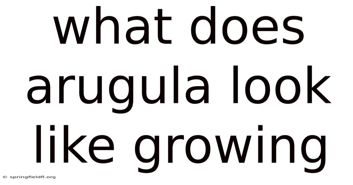 What Does Arugula Look Like Growing