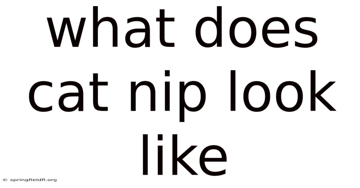 What Does Cat Nip Look Like