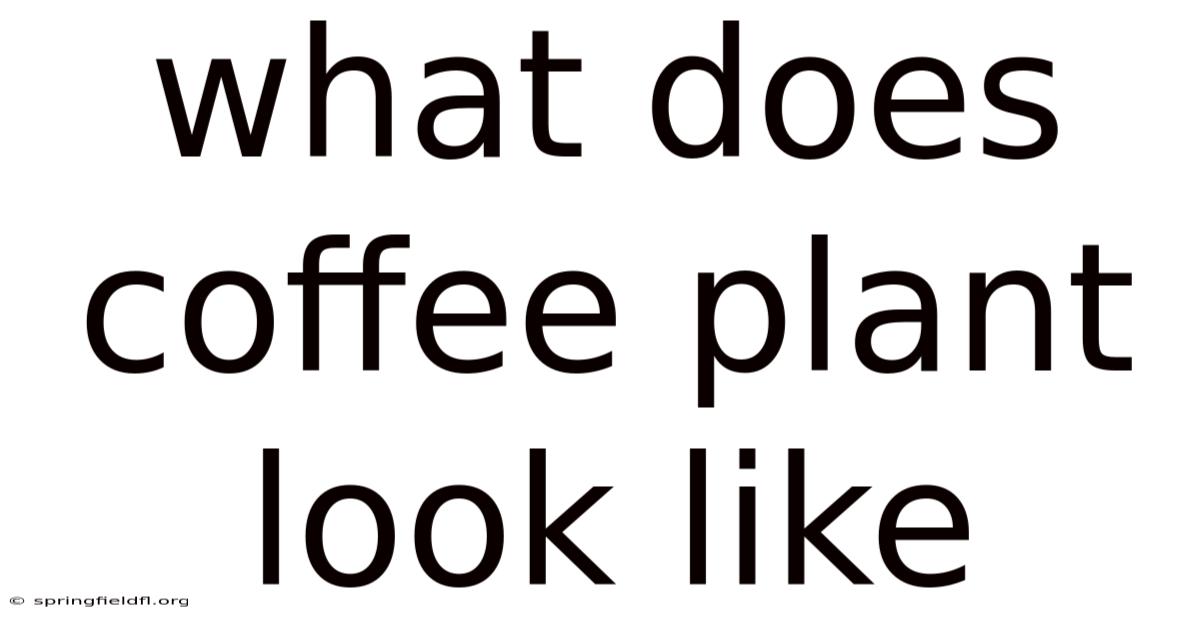 What Does Coffee Plant Look Like