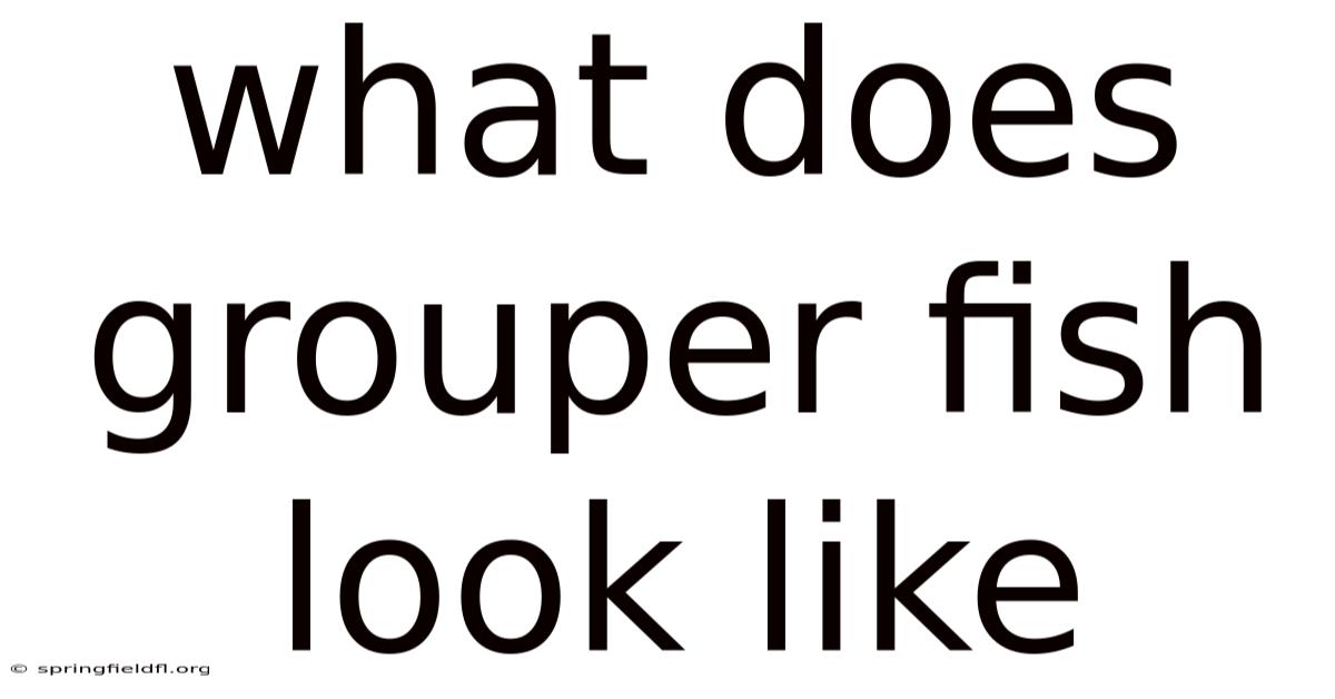 What Does Grouper Fish Look Like