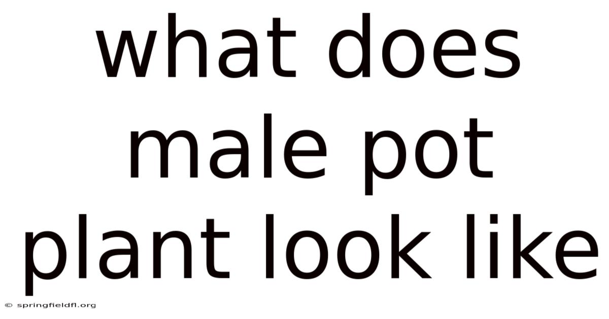 What Does Male Pot Plant Look Like