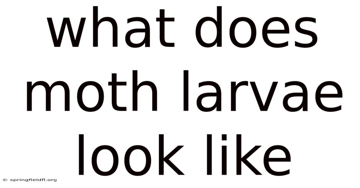 What Does Moth Larvae Look Like