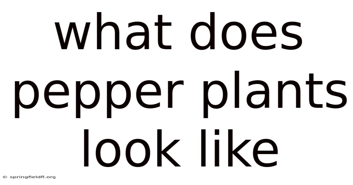 What Does Pepper Plants Look Like