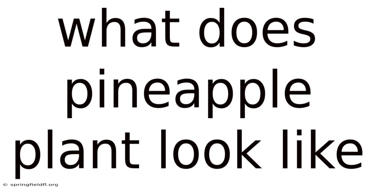 What Does Pineapple Plant Look Like