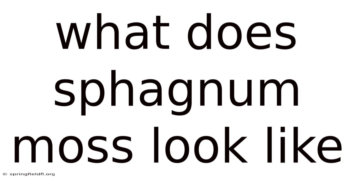 What Does Sphagnum Moss Look Like