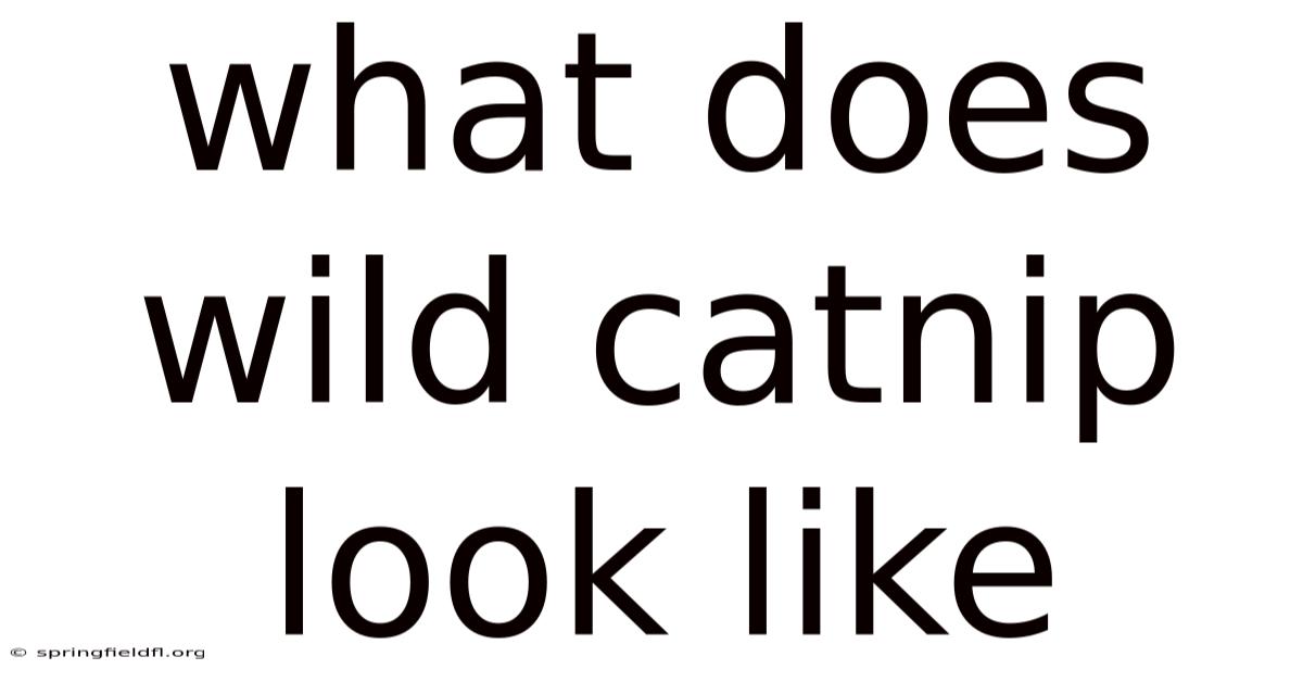 What Does Wild Catnip Look Like