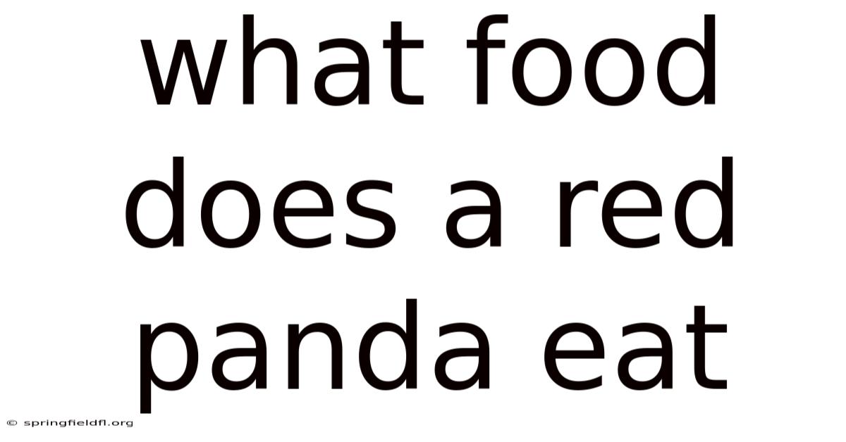 What Food Does A Red Panda Eat