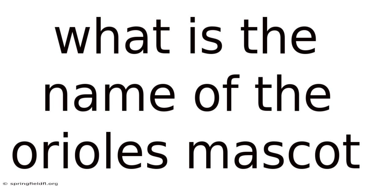 What Is The Name Of The Orioles Mascot