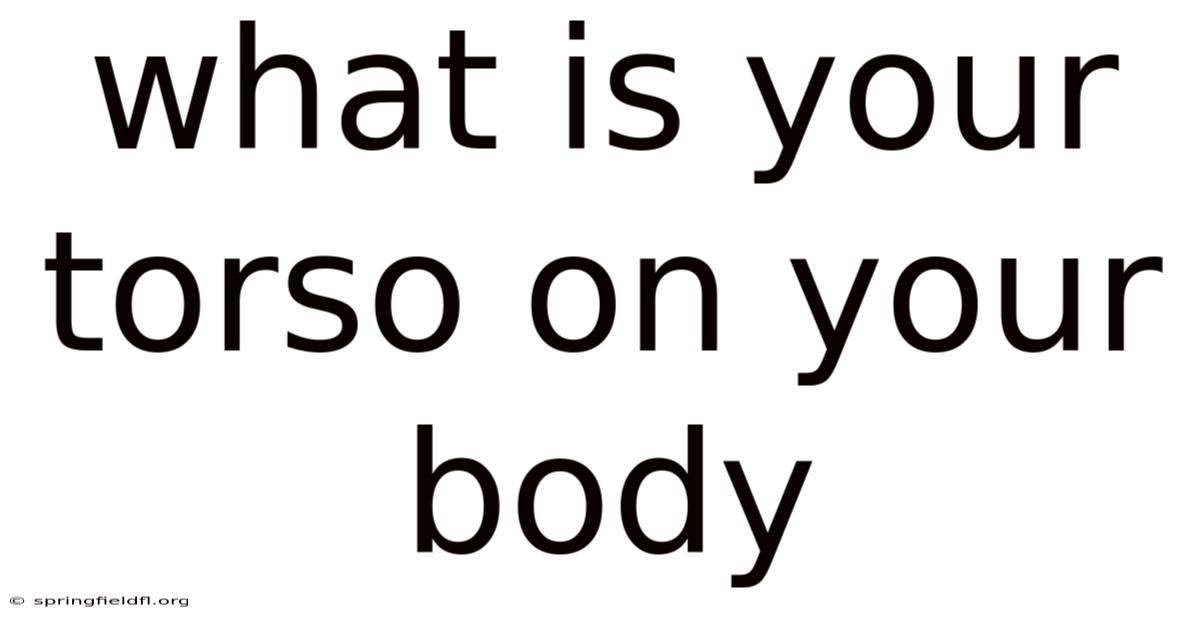 What Is Your Torso On Your Body