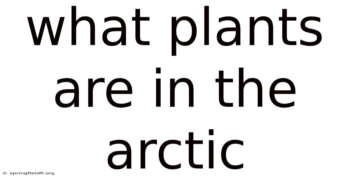 What Plants Are In The Arctic