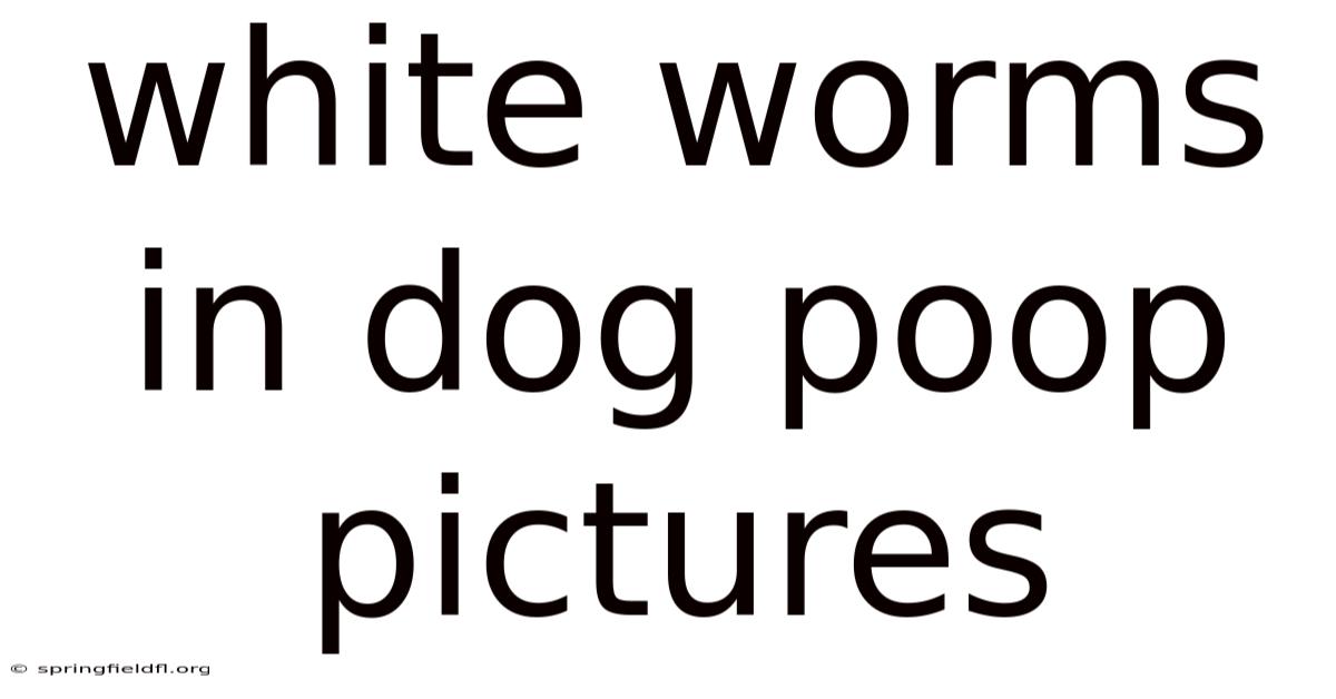 White Worms In Dog Poop Pictures