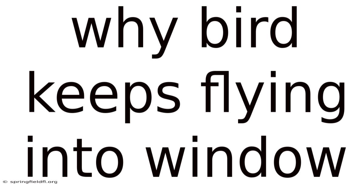 Why Bird Keeps Flying Into Window
