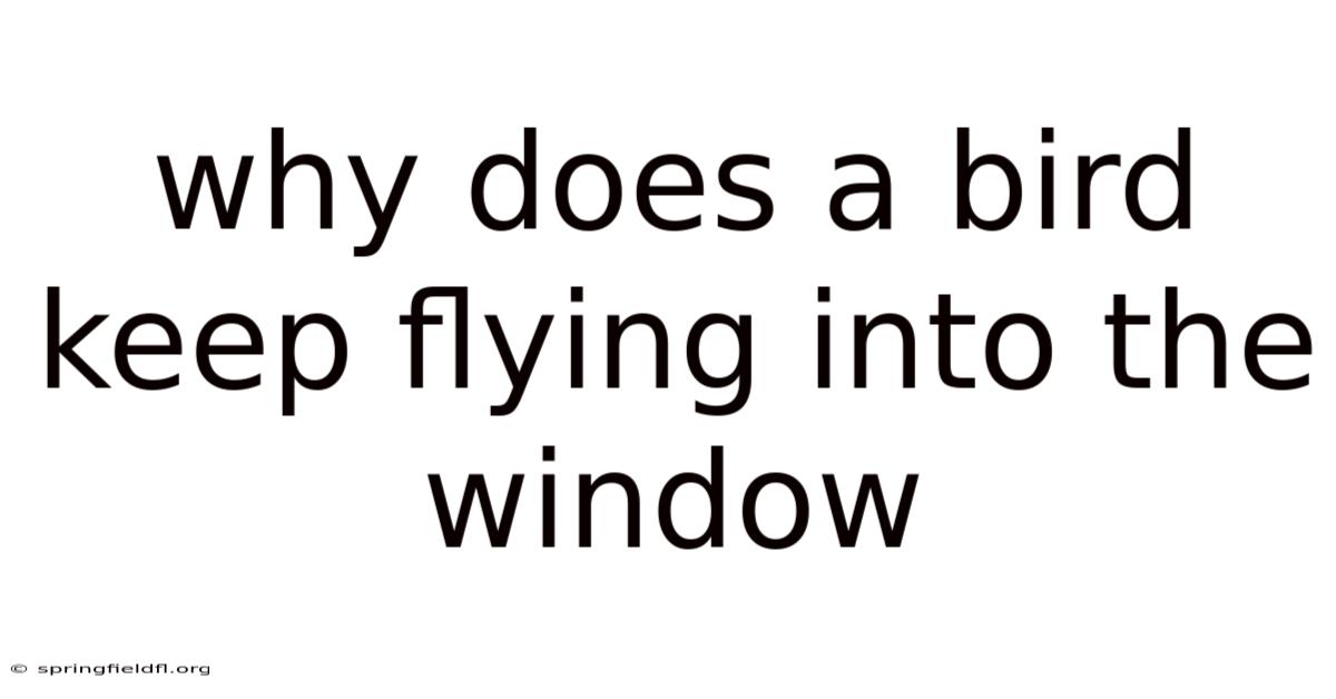 Why Does A Bird Keep Flying Into The Window